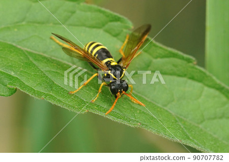 Closeup on a colorful figwort sawfly , Tenthredo scrophulariae, mimicking a wasp Closeup on a colorful figwort sawfly , Tenthredo scrophulariae, mimicking a wasp 90707782