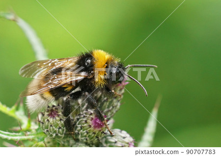 Closeup on a fluffy vestal cuckoo bumblebee, Bombus vestalis , sitting on a closed thistle flowerbud Closeup on a fluffy vestal cuckoo bumblebee, Bombus vestalis , sitting on a closed thistle flowerbud 90707783