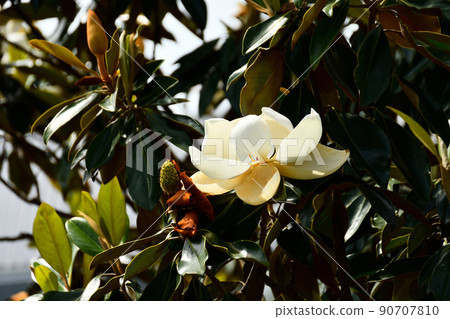 Thai sanbok 90707810