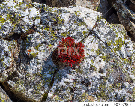 Rhodiola quadrifida grows from a stone. Beautiful floral natural 90707965
