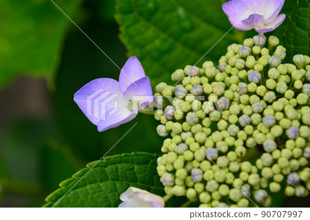 Hydrangea Hydrangea 90707997