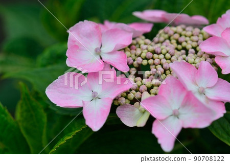 Hydrangea 90708122