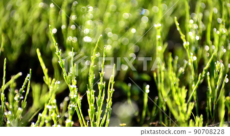 Horsetail Horsetail 90708228