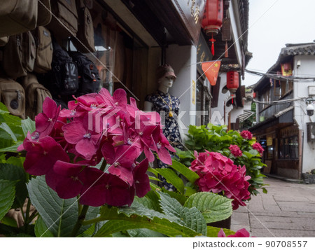 Shanghai water town and hydrangea Shanghai water town and hydrangea 90708557