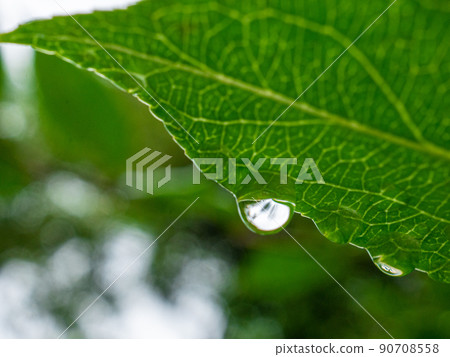 Drops on the leaves on the rain 90708558