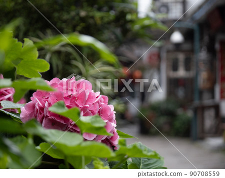Shanghai water town and hydrangea Shanghai water town and hydrangea 90708559