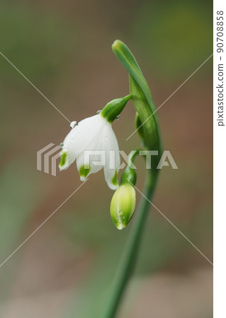 Snowflake flowers and water droplets 90708858