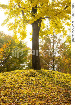 秋天，風景，季節 90708908