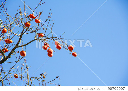 秋天,風景,季節 秋天,風景,季節 90709007