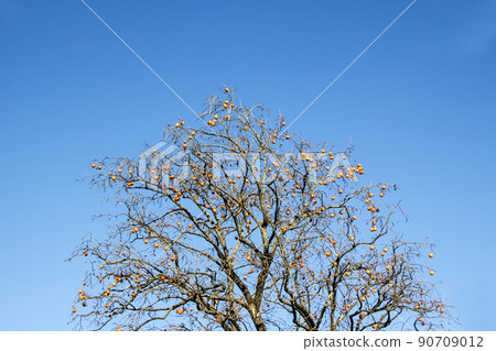 秋天，風景，季節 90709012