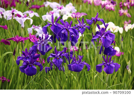 東村山市北山公園盛開的鳶尾花 (8) 90709100