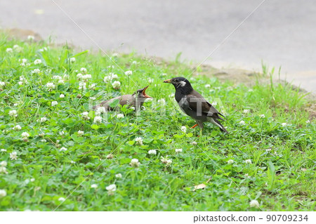 A young starling that opens its beak wide and begs for food. A young starling that opens its beak wide and begs for food. 90709234