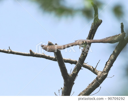 Japanese sparrowhawk carrying food to the nest Japanese sparrowhawk carrying food to the nest 90709292
