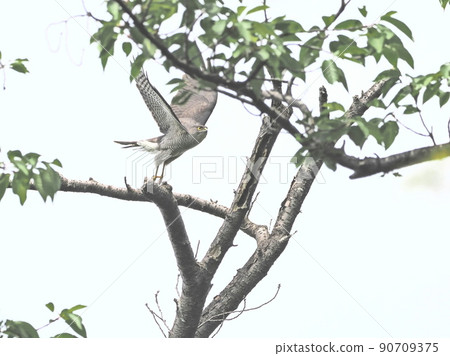 Flying out of a female sparrowhawk 90709375