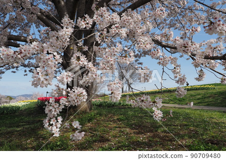 櫻桃樹和藍天 櫻桃樹和藍天 90709480