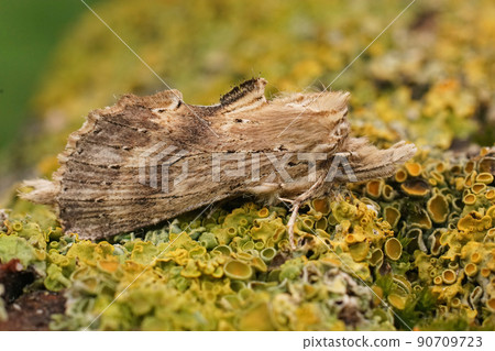 Closeup on a pale prominent , Pterostoma palpina sitting on a lichen covered wood in the garden 90709723