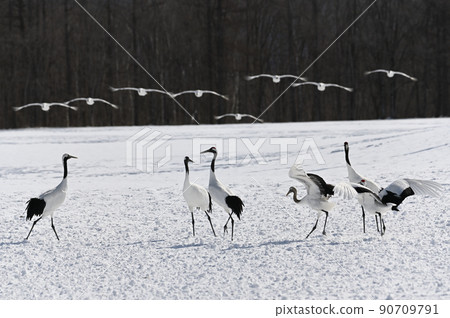 Red-crowned crane in Tsurui village. Red-crowned crane in Tsurui village. 90709791