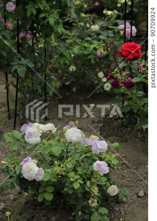Gardening roses in the garden, Gardening roses in the garden, 90709924
