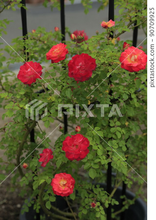 Gardening roses in the garden, Gardening roses in the garden, 90709925