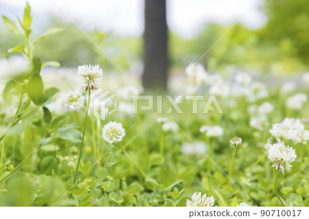 開花在公園的白三葉草背景材料 開花在公園的白三葉草背景材料 90710017