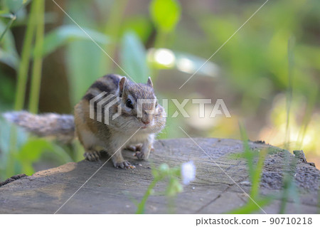 松鼠在森林裡 90710218