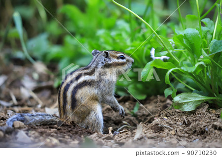 Squirrel in the forest Squirrel in the forest 90710230