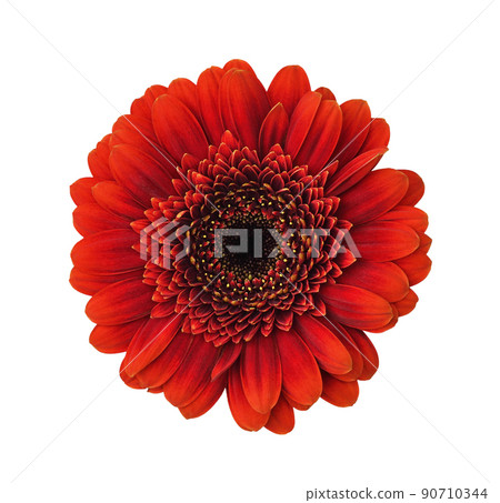 Small red gerbera flower (germini) isolated Small red gerbera flower (germini) isolated 90710344