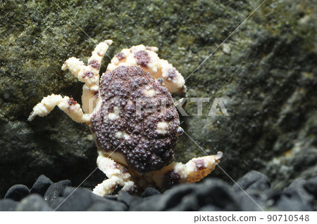 Xanthidae Umoreougi crab crab Xanthidae Umoreougi crab crab 90710548