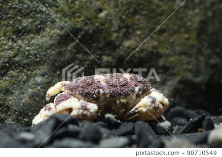 Xanthidae Umoreougi crab crab 90710549