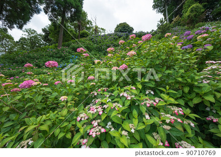 Colorful hydrangea blooming on the slope 90710769