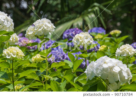 Comparison of colorful hydrangea backs Comparison of colorful hydrangea backs 90710784