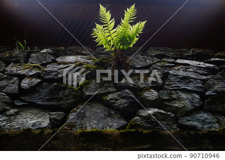 A fern plant that emerged from a gap in a stone wall A fern plant that emerged from a gap in a stone wall 90710946