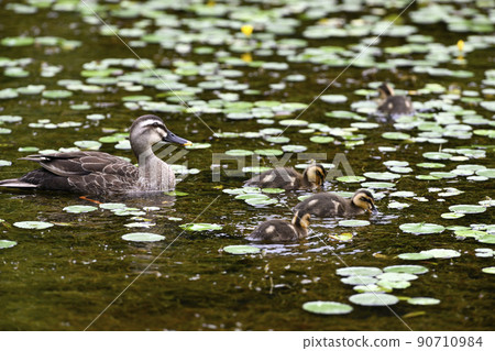 鴨 90710984