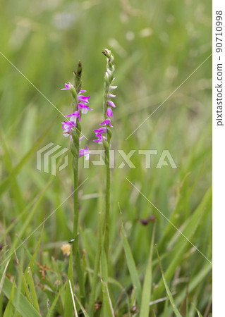 螺絲香蕉 90710998