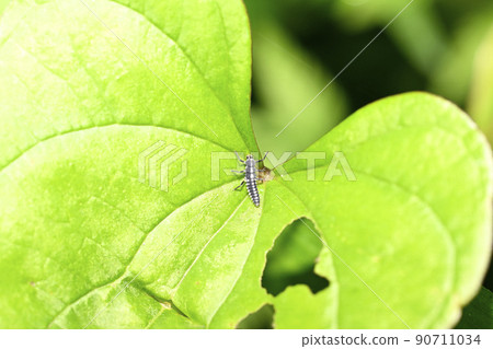 Ladybird larvae Ladybird larvae 90711034
