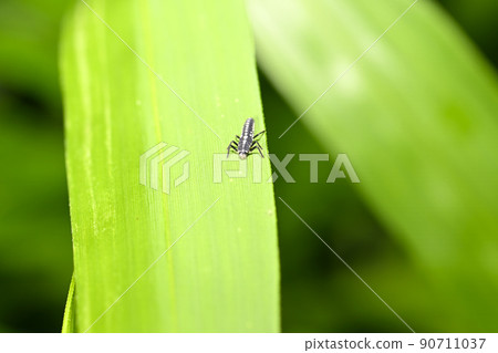 Ladybird larvae Ladybird larvae 90711037