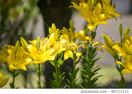 Yellow lily image [Kanagawa Prefecture] 90711151