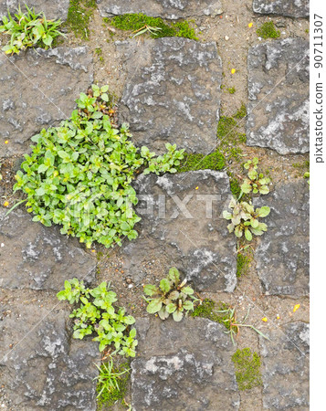 moss 90711307