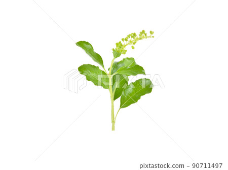 holy basil isolated on white background 90711497