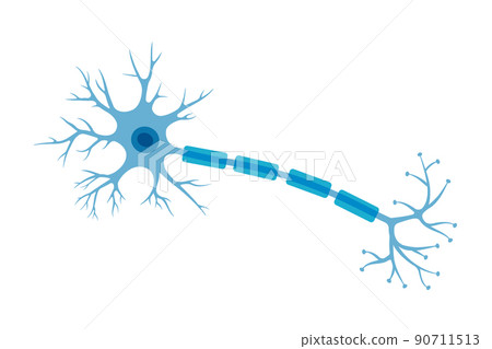 Human neuron structure. Brain neuron cell illustration. Synapses, myelin sheat, cell body, nucleus, axon and dendrites scheme. Neurology illustration Human neuron structure. Brain neuron cell illustration. Synapses, myelin sheat, cell body, nucleus, axon and dendrites scheme. Neurology illustration 90711513