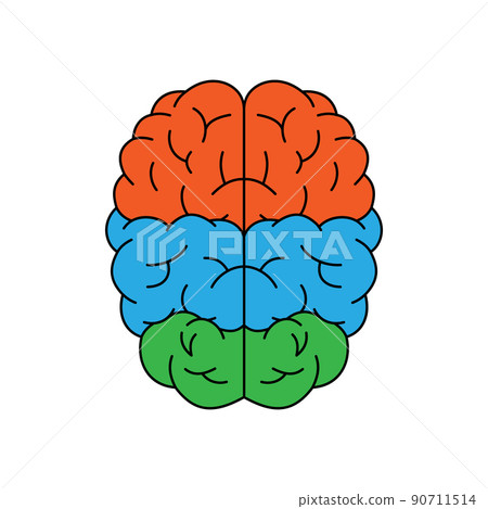 Human brain with main parts. Section of central nervous system. Healthy internal organ sign. Vector illustration Human brain with main parts. Section of central nervous system. Healthy internal organ sign. Vector illustration 90711514