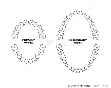 Secondary and primary teeth anatomy. Child and adult jaw illustration. Adult and child tooth arrival chart. Secondary and primary teeth silhouette 90711534