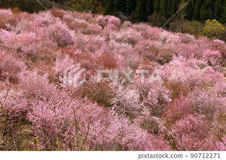 福島縣山郡北鹽原村押尾 覆蓋整個浦盤台峠的櫻峠盛開的小山櫻 福島縣山郡北鹽原村押尾 覆蓋整個浦盤台峠的櫻峠盛開的小山櫻 90712271