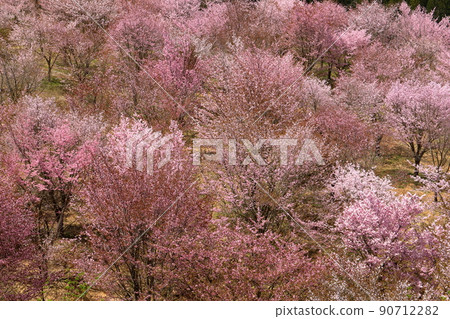 福島縣山郡北鹽原村押尾 覆蓋整個浦盤台峠的櫻峠盛開的小山櫻 福島縣山郡北鹽原村押尾 覆蓋整個浦盤台峠的櫻峠盛開的小山櫻 90712282