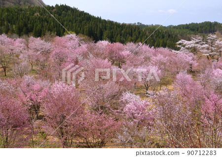福島縣山郡北鹽原村押尾 覆蓋整個浦盤台峠的櫻峠盛開的小山櫻 福島縣山郡北鹽原村押尾 覆蓋整個浦盤台峠的櫻峠盛開的小山櫻 90712283