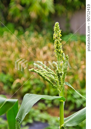 Original landscape of the field Original landscape of the field 90712419