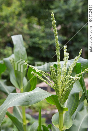 Original landscape of the field Original landscape of the field 90712453