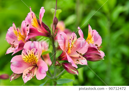 Original landscape of the field Original landscape of the field 90712472