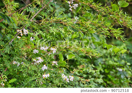 Original landscape of the field Original landscape of the field 90712518