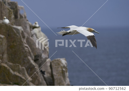 Gannet in flight Gannet in flight 90712562